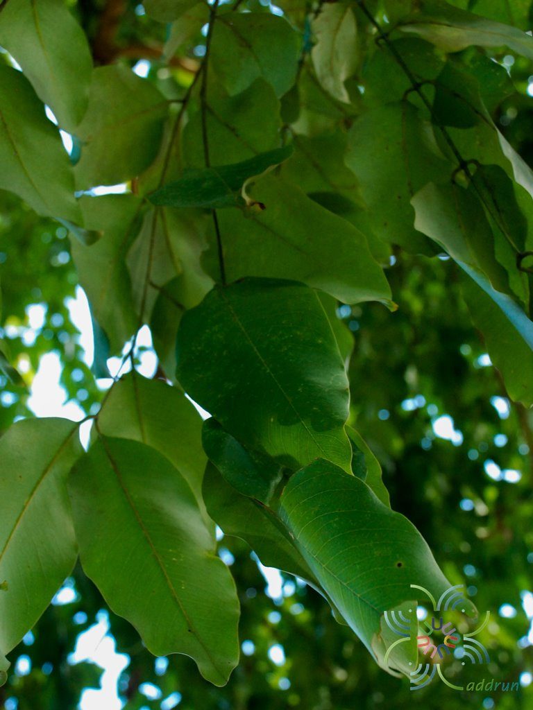 ราชพฤกษ์ (เหลือง) Cassia fistula L.