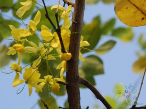 ราชพฤกษ์ (เหลือง) Cassia fistula L.