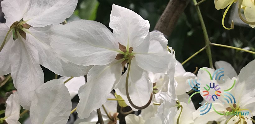 ราชพฤกษ์ ดอกขาว Cassia nealiae H.S.Irwin & Barneby
