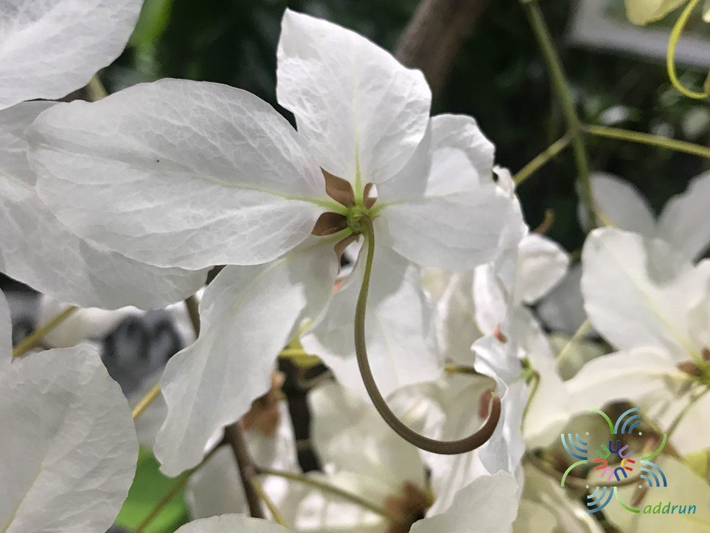 ราชพฤกษ์ ดอกขาว Cassia nealiae H.S.Irwin & Barneby