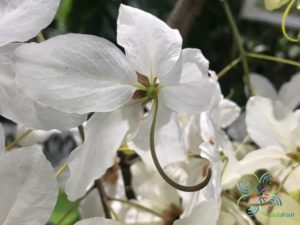 ราชพฤกษ์ ดอกขาว Cassia nealiae H.S.Irwin & Barneby