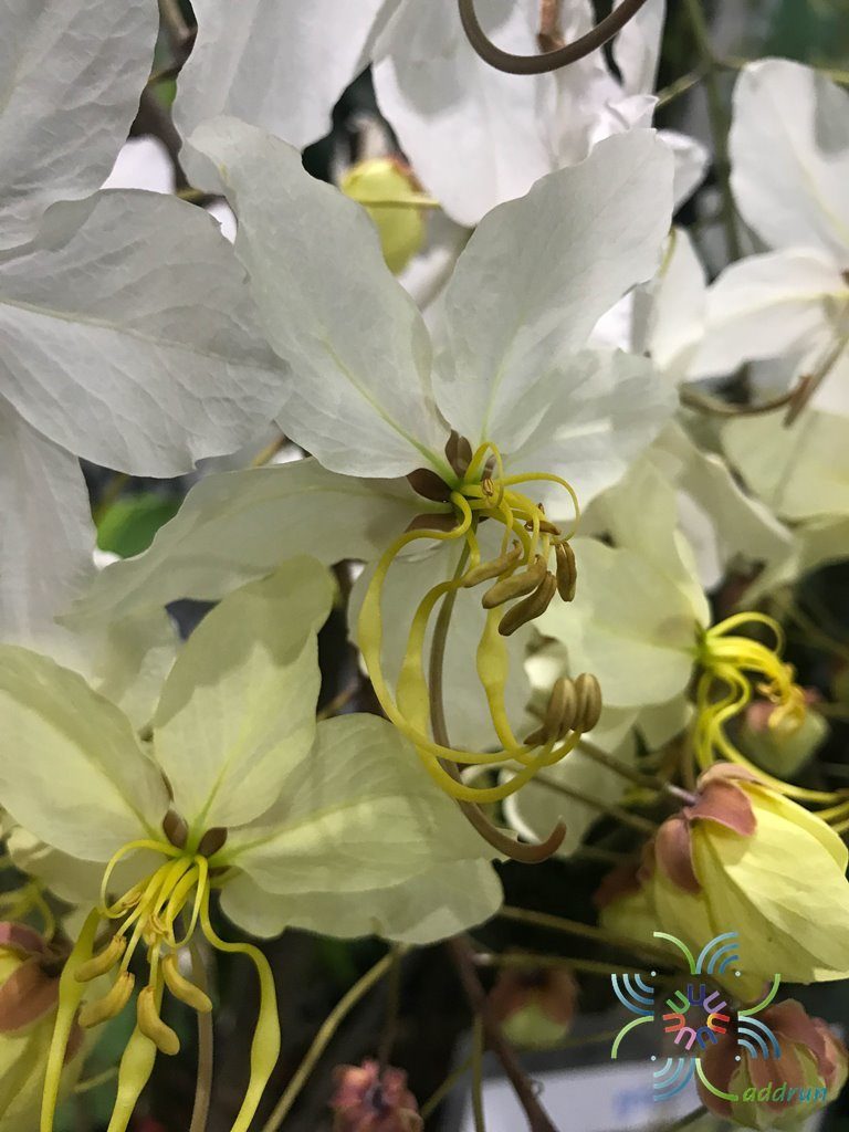 ราชพฤกษ์ ดอกขาว Cassia nealiae H.S.Irwin & Barneby