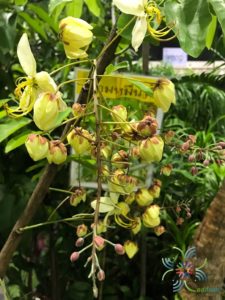 ราชพฤกษ์ ดอกขาว Cassia nealiae H.S.Irwin & Barneby