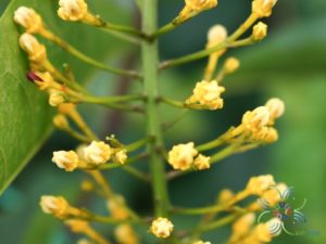 โซ่ทองคำ Lophanthera lactescens Ducke