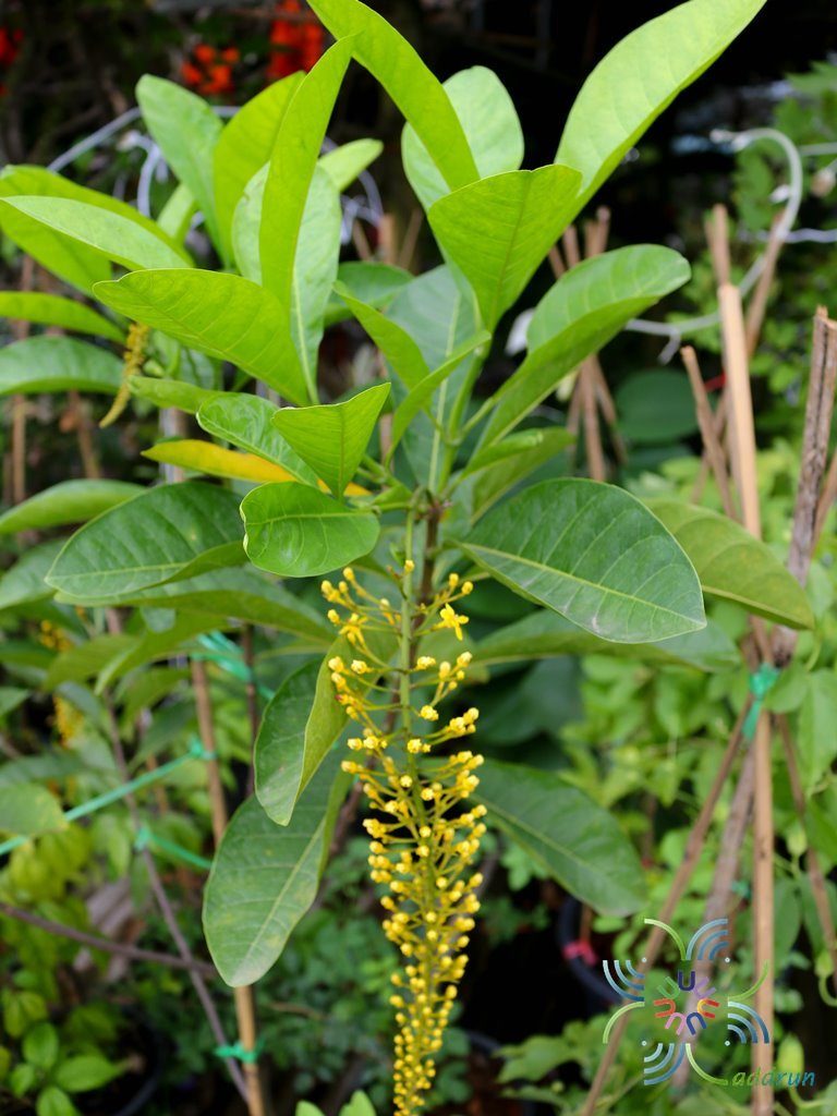 โซ่ทองคำ Lophanthera lactescens Ducke