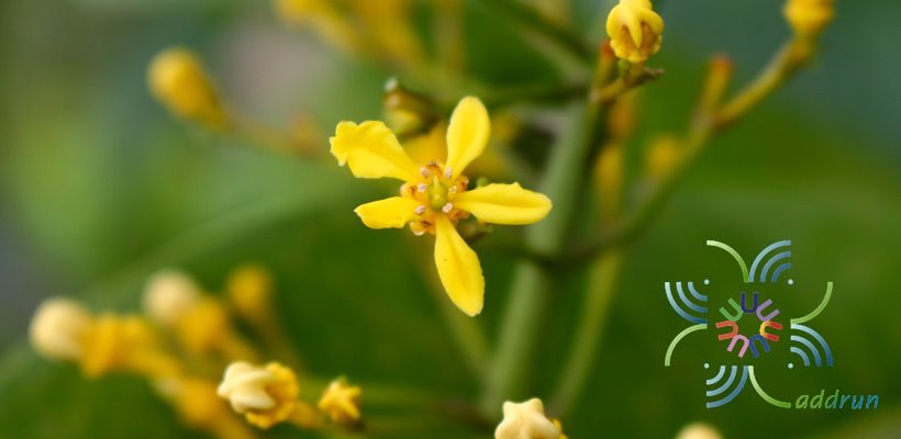 โซ่ทองคำ Lophanthera lactescens Ducke