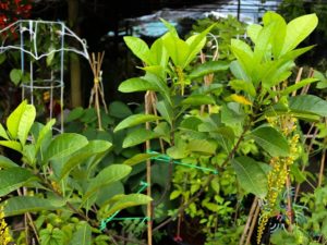 โซ่ทองคำ Lophanthera lactescens Ducke