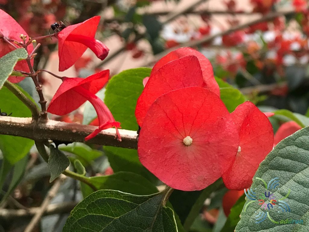 หมวกจีน Holmskioldia sanguinea Retz.