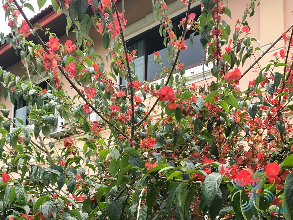 หมวกจีน Holmskioldia sanguinea Retz.
