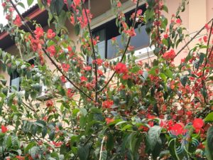 หมวกจีน Holmskioldia sanguinea Retz.