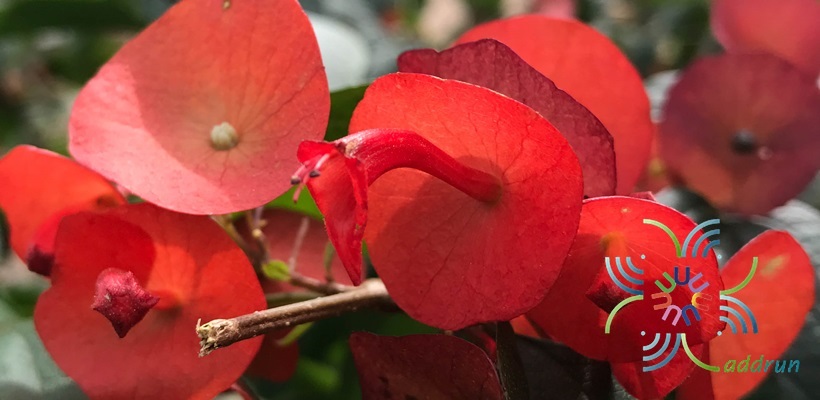 หมวกจีน Holmskioldia sanguinea Retz.