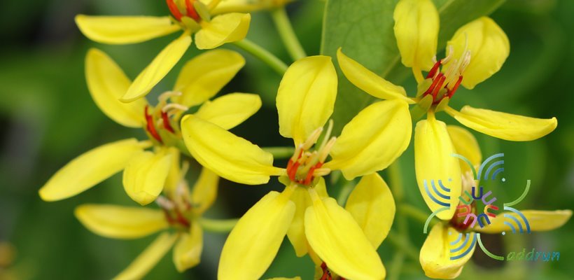 พวงทองเครือ Tristellateia australasiae A. Rich.