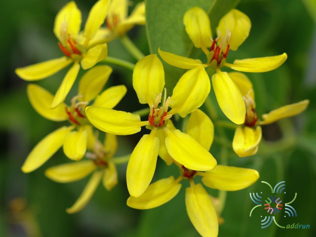 พวงทองเครือ Tristellateia australasiae A. Rich.