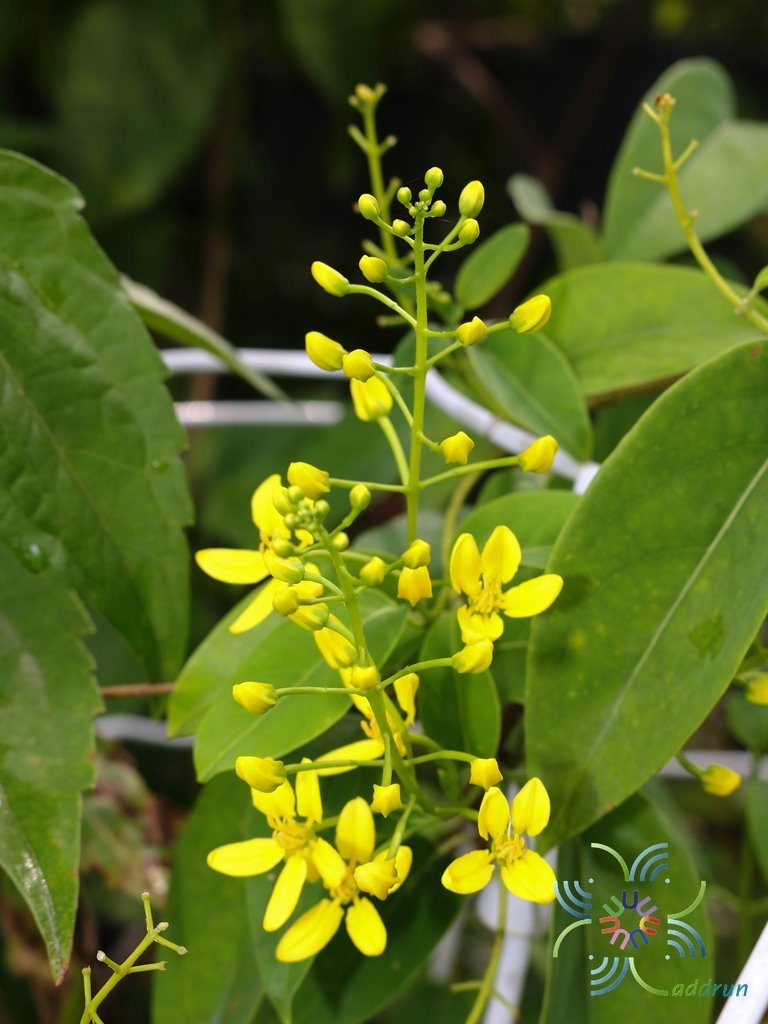 พวงทองเครือ Tristellateia australasiae A. Rich.