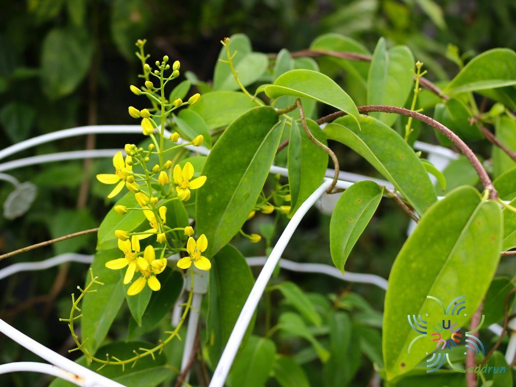 พวงทองเครือ Tristellateia australasiae A. Rich.