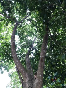 พิกุล Mimusops elengi L.