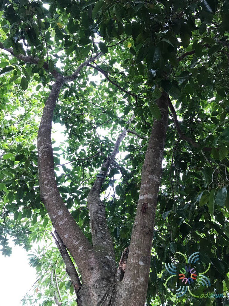 พิกุล Mimusops elengi L.