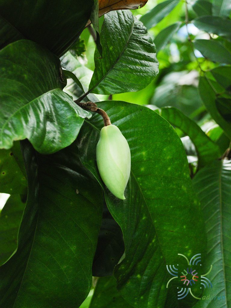 มณฑา Magnolia liliifera (L.) Baill.