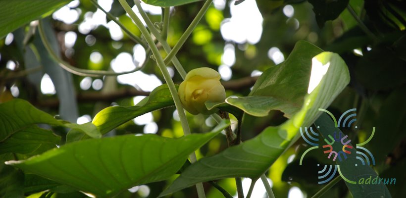 มณฑา Magnolia liliifera (L.) Baill.