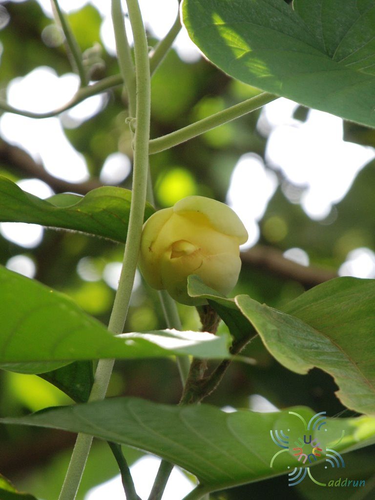 มณฑา Magnolia liliifera (L.) Baill.