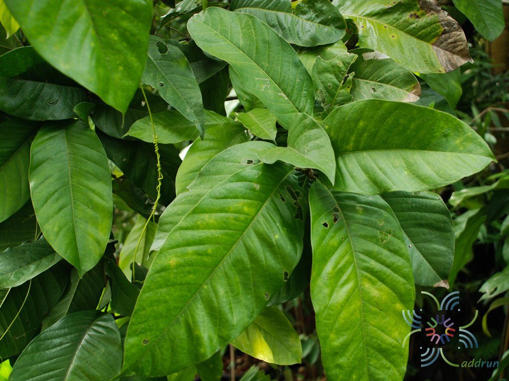 มณฑา Magnolia liliifera (L.) Baill.