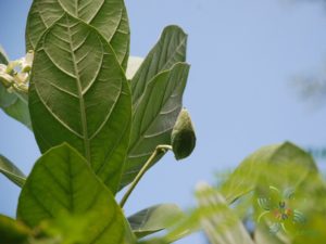 รัก Calotropis gigantea (L.) W.T. Aiton