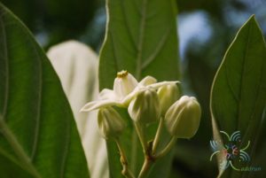รัก Calotropis gigantea (L.) W.T. Aiton