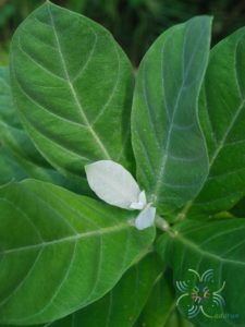 รัก Calotropis gigantea (L.) W.T. Aiton