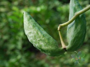 รัก Calotropis gigantea (L.) W.T. Aiton