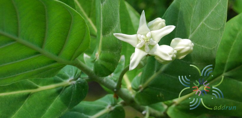 รัก Calotropis gigantea (L.) W.T. Aiton