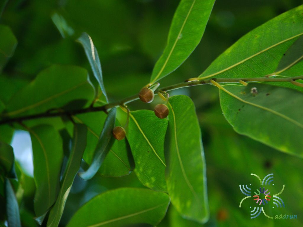 ลำดวน Melodorum fruticosum Lour.