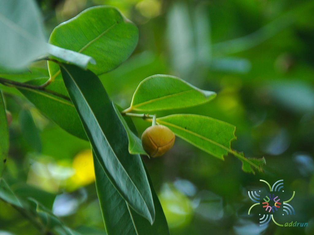 ลำดวน Melodorum fruticosum Lour.