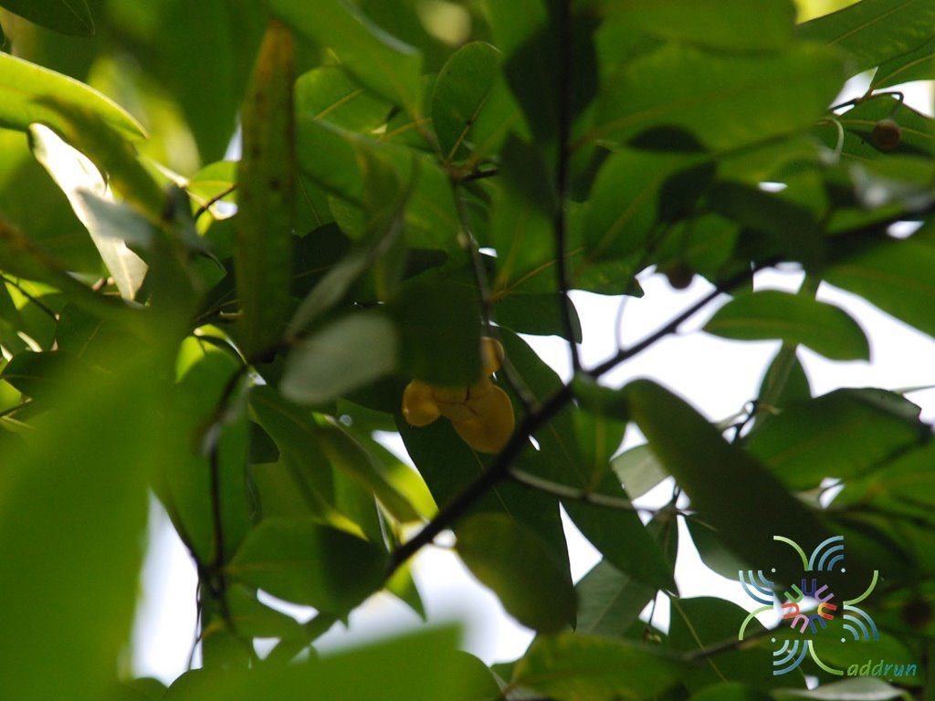ลำดวน Melodorum fruticosum Lour.