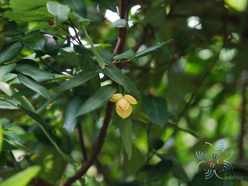 ลำดวน Melodorum fruticosum Lour.