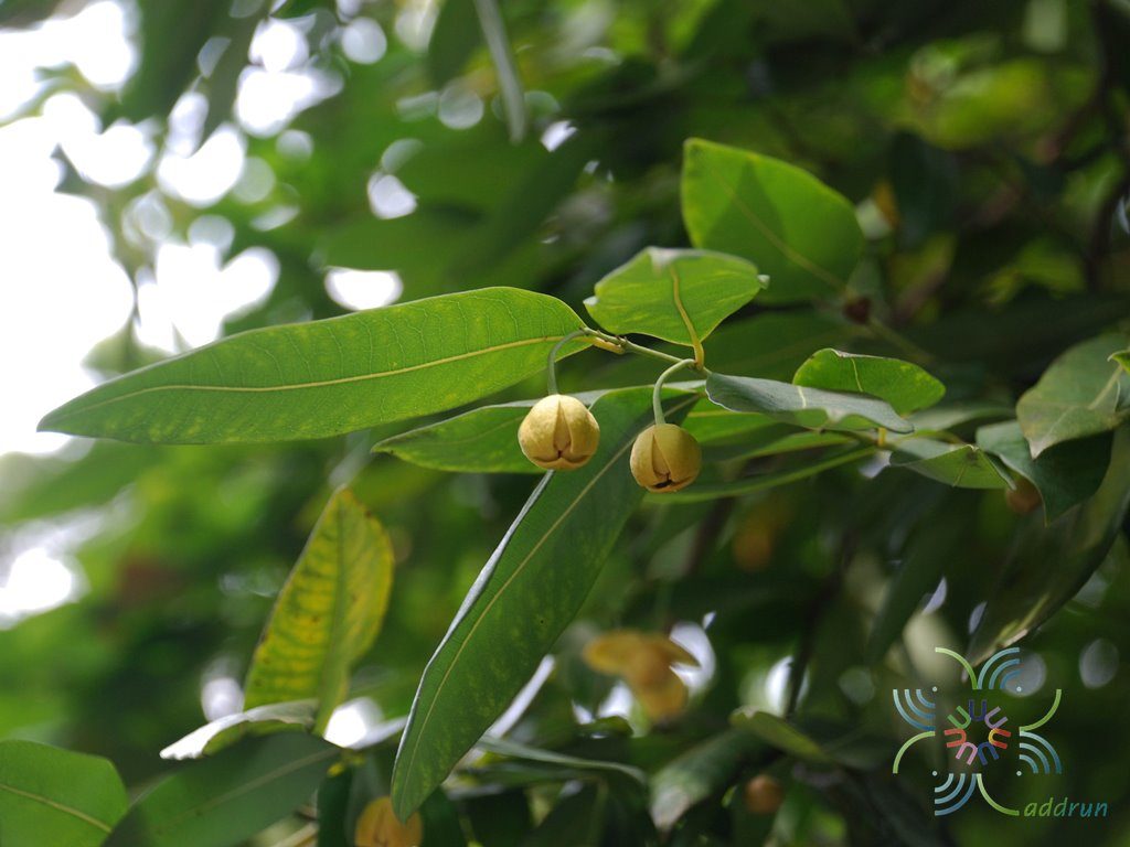 ลำดวน Melodorum fruticosum Lour.