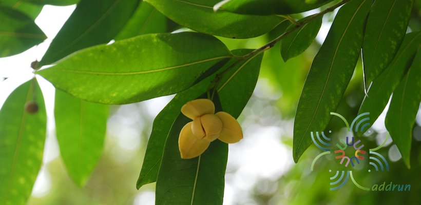 ลำดวน Melodorum fruticosum Lour.