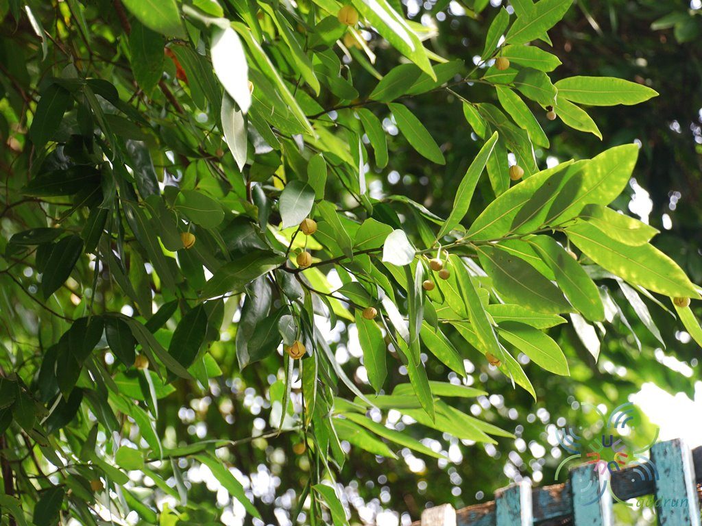 ลำดวน Melodorum fruticosum Lour.