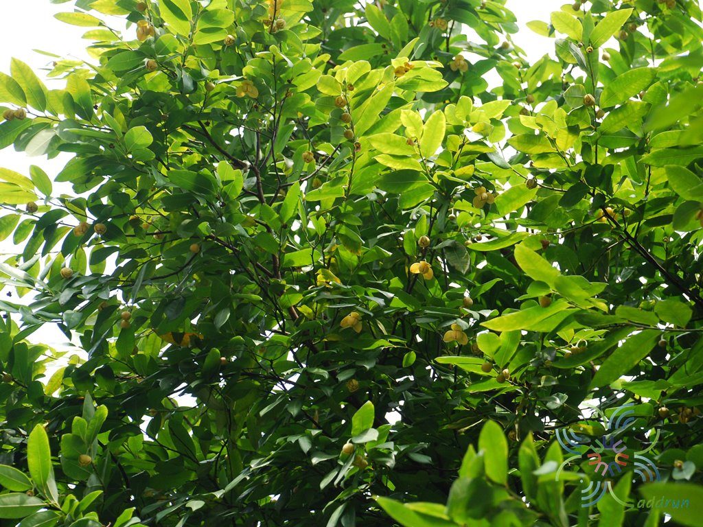 ลำดวน Melodorum fruticosum Lour.