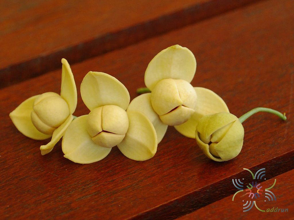 ลำดวน Melodorum fruticosum Lour.