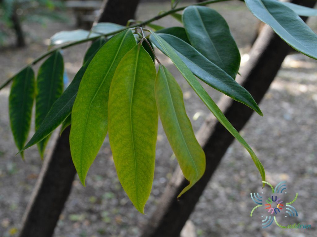 ลำดวน Melodorum fruticosum Lour.