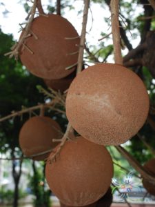 สาละลังกา Couroupita guianensis Aubl.