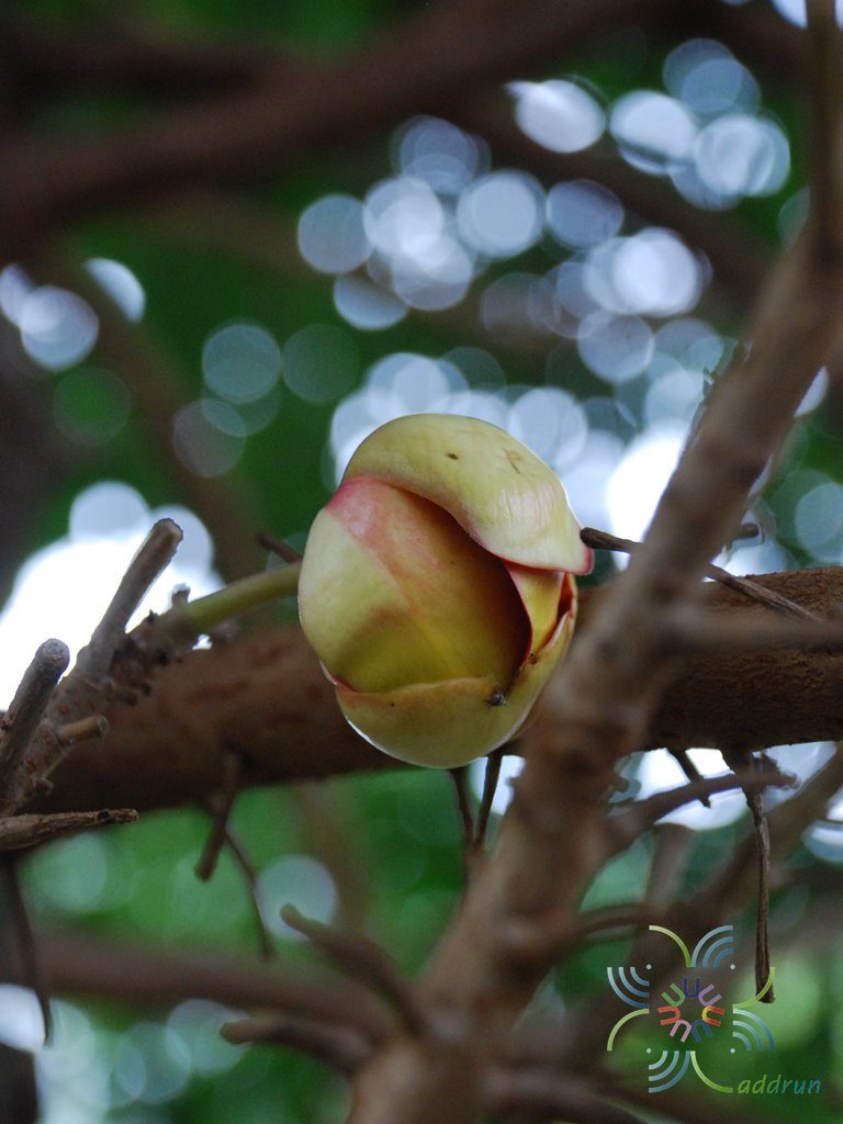 สาละลังกา Couroupita guianensis Aubl.