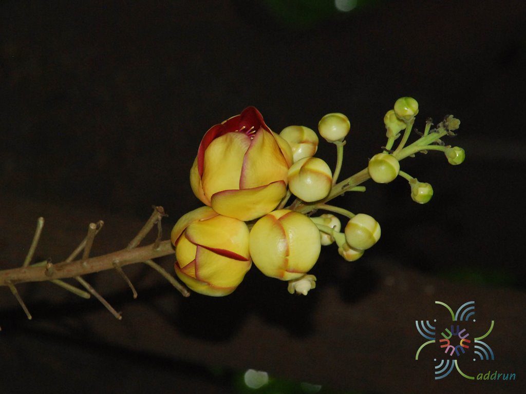 สาละลังกา Couroupita guianensis Aubl.