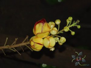 สาละลังกา Couroupita guianensis Aubl.