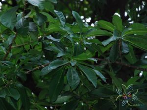 สาละลังกา Couroupita guianensis Aubl.