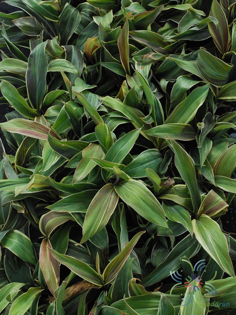 หมากผู้หมากเมีย ช็อกโกแลต Cordyline fruticosa (L.) A.Chev. ‘Chocolate’