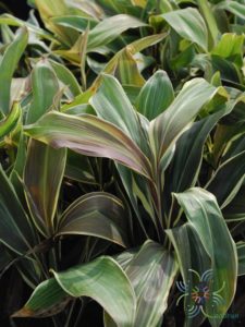 หมากผู้หมากเมีย ช็อกโกแลต Cordyline fruticosa (L.) A.Chev. ‘Chocolate’