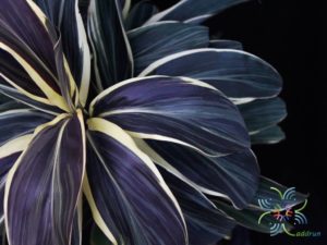 หมากผู้หมากเมีย ช็อกโกแลต Cordyline fruticosa (L.) A.Chev. ‘Chocolate’