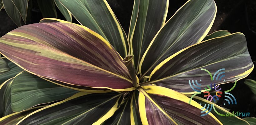 หมากผู้หมากเมีย ช็อกโกแลต Cordyline fruticosa (L.) A.Chev. ‘Chocolate’
