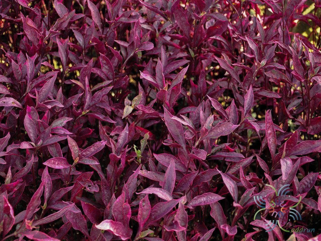 แดงสิงคโปร์ Alternanthera brasiliana (L.) Kuntze